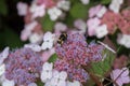 Velvet Hydrangea aspera ssp. sargentiana, blue-pinkish flowers Royalty Free Stock Photo